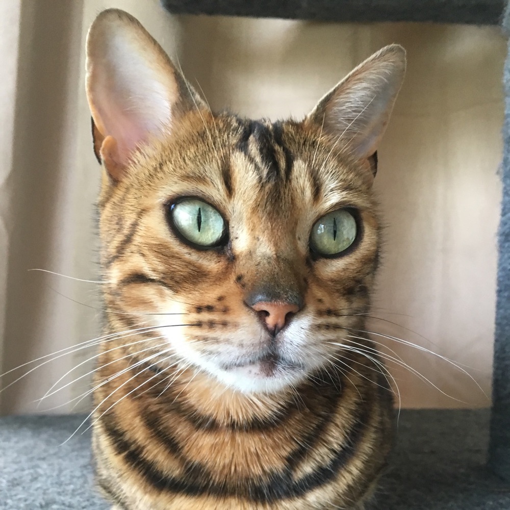 Meet your Posher, Jacqueline